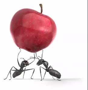 Two ants carrying an apple.